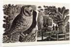 Illustration by Eric Ravilious