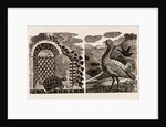 Illustration by Eric Ravilious