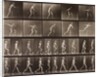 Man walking and throwing discus by Eadweard Muybridge