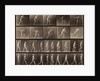 Man walking and throwing discus by Eadweard Muybridge