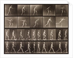 Man walking and throwing discus by Eadweard Muybridge