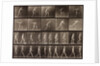 Man walking and throwing discus by Eadweard Muybridge