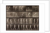 Man walking and throwing discus by Eadweard Muybridge