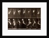 Man performing acrobatics by Eadweard Muybridge