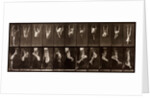 Man performing acrobatics by Eadweard Muybridge