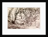 Rimmer's Pond, Ridley by Thomas Hennell