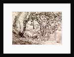 Rimmer's Pond, Ridley by Thomas Hennell