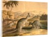 The Kangaroo by Thomas Varty