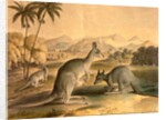 The Kangaroo by Thomas Varty