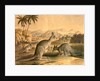 The Kangaroo by Thomas Varty