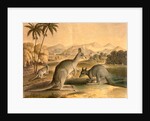 The Kangaroo by Thomas Varty