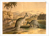 The Kangaroo by Thomas Varty