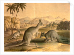 The Kangaroo by Thomas Varty