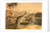 The Kangaroo by Thomas Varty