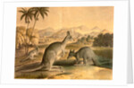 The Kangaroo by Thomas Varty