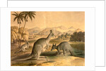 The Kangaroo by Thomas Varty