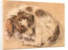 Spaniel curled up and sleeping by Cornelis Saftleven