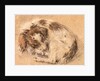 Spaniel curled up and sleeping by Cornelis Saftleven