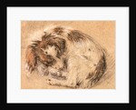 Spaniel curled up and sleeping by Cornelis Saftleven
