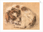 Spaniel curled up and sleeping by Cornelis Saftleven
