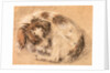 Spaniel curled up and sleeping by Cornelis Saftleven