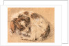 Spaniel curled up and sleeping by Cornelis Saftleven