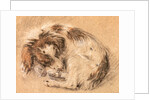 Spaniel curled up and sleeping by Cornelis Saftleven