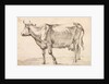 Cow walking towards the left by Paulus Potter