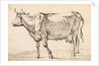 Cow walking towards the left by Paulus Potter