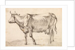 Cow walking towards the left by Paulus Potter