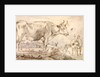 Study of two cows by Paulus Potter
