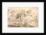 Study of two cows by Paulus Potter
