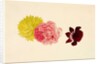 Flowers - Rose and French Marigold by Alexander Dyce