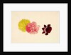 Flowers - Rose and French Marigold by Alexander Dyce