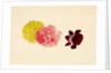 Flowers - Rose and French Marigold by Alexander Dyce