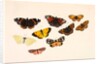 Nine Butterflies by Alexander Dyce