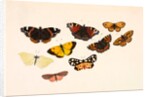 Nine Butterflies by Alexander Dyce
