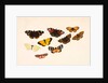 Nine Butterflies by Alexander Dyce