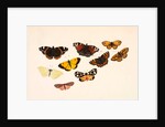 Nine Butterflies by Alexander Dyce