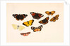 Nine Butterflies by Alexander Dyce