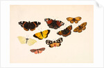 Nine Butterflies by Alexander Dyce