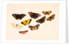 Nine Butterflies by Alexander Dyce