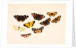 Nine Butterflies by Alexander Dyce