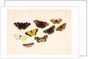 Nine Butterflies by Alexander Dyce