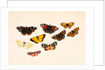 Nine Butterflies by Alexander Dyce