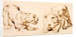 Two studies of a crouching lioness by Peter Paul Rubens