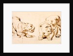 Two studies of a crouching lioness by Peter Paul Rubens
