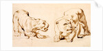 Two studies of a crouching lioness by Peter Paul Rubens