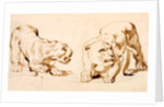 Two studies of a crouching lioness by Peter Paul Rubens