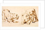 Two studies of a crouching lioness by Peter Paul Rubens